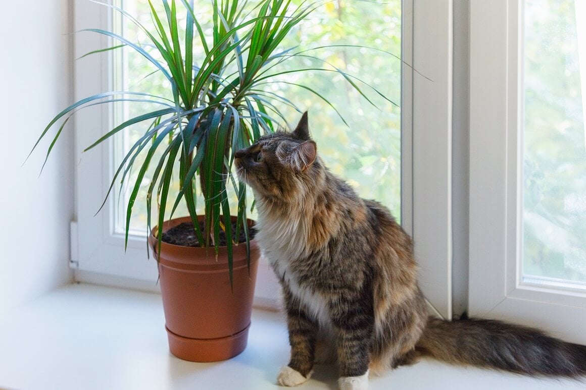 Kućne biljke otrovne za mačke