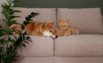 Otrovne biljke za pse i mačke