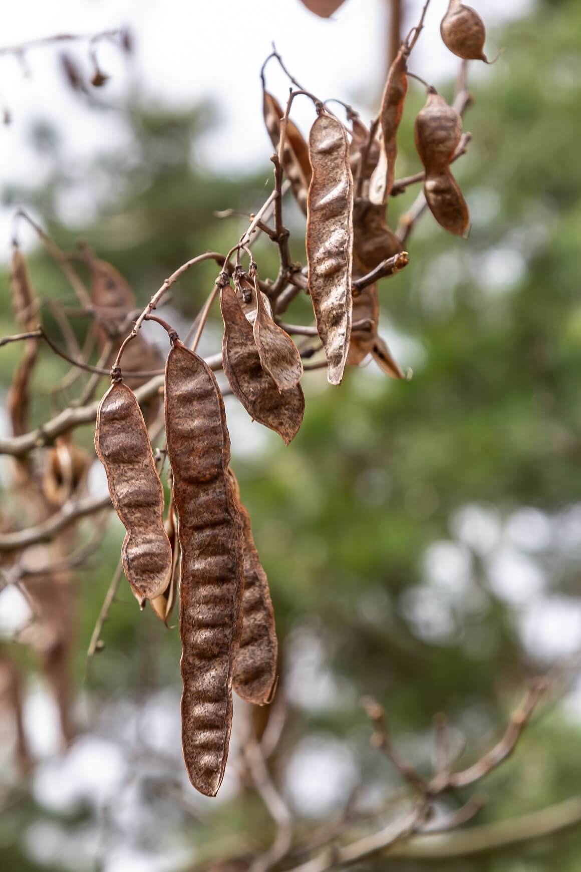 Bagrem je vrsta drvenaste biljke iz porodice mahunarki