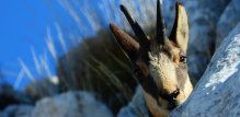 Dinarsko gorje na jugu nudi utočište rijetkim vrstama poput ugrožene balkanske divokoze