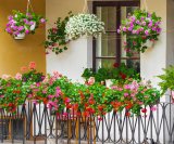 Viseće cvijeće za balkon