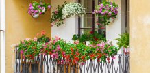 Viseće cvijeće za balkon