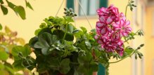 Viseće pelargonije