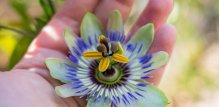 Passiflora incarnata