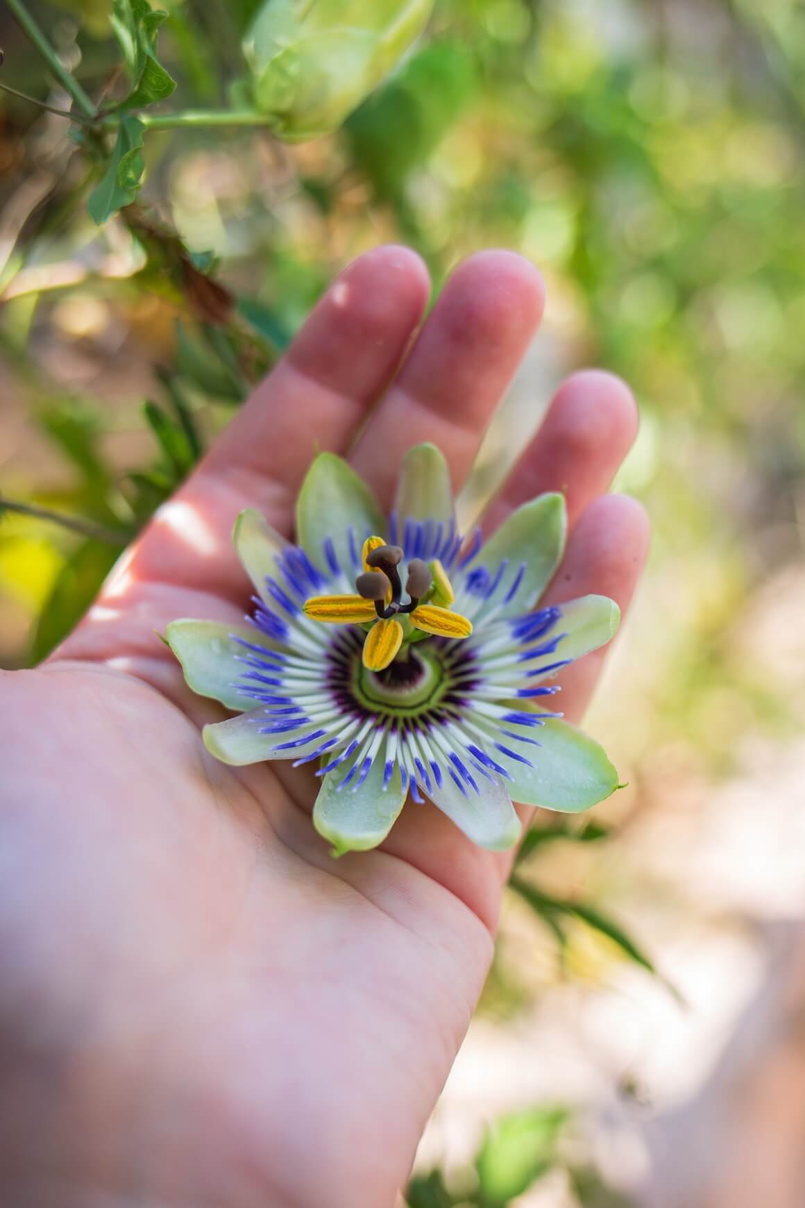 Passiflora incarnata