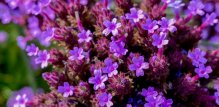 Verbena (Verbena officinalis)