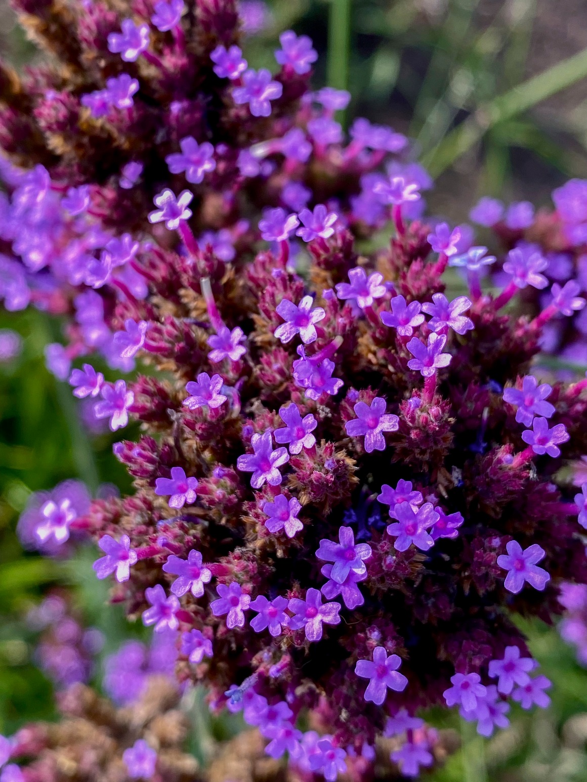 Verbena (Verbena officinalis)