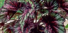 Begonia rex