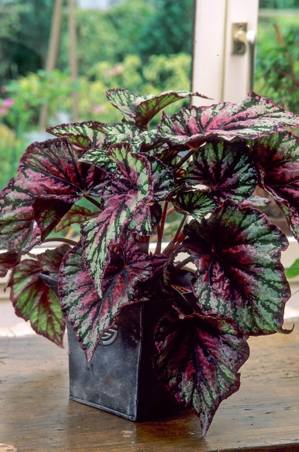 Begonia rex