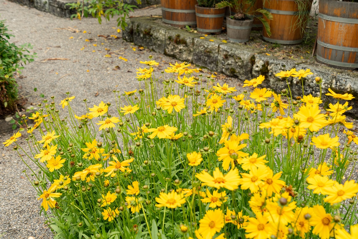 Coreopsis