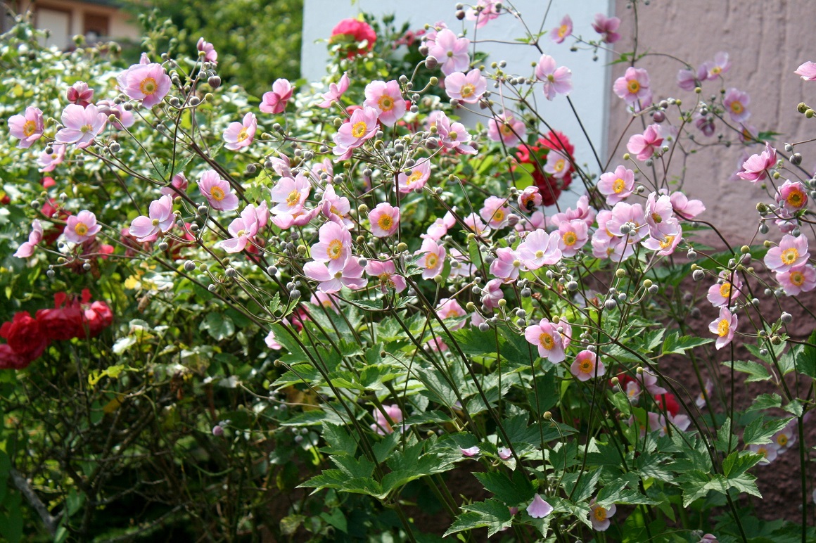 Japanske anemone