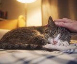 Kako se mačje godine uspoređuju s ljudskim godinama