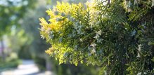 Cypressus leylandii