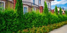 Zimzelene živice često su izbor mnogih vrtlara i vlasnika kuća