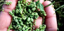 Chenopodium album