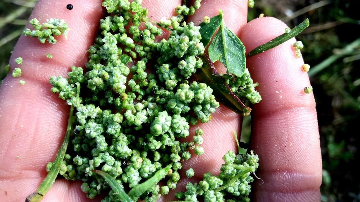 Chenopodium album