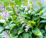 Hosta biljka