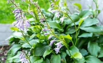 Hosta biljka