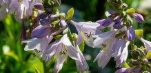 Hosta biljka - cijena