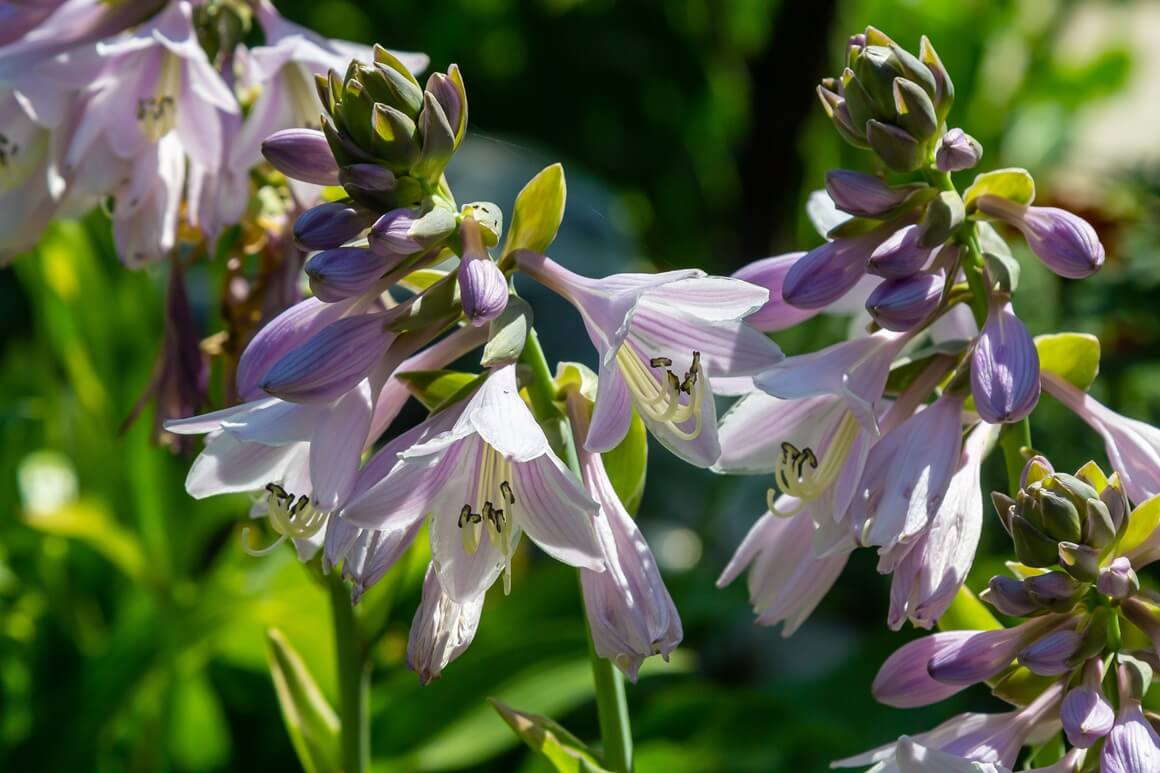 Hosta biljka - cijena
