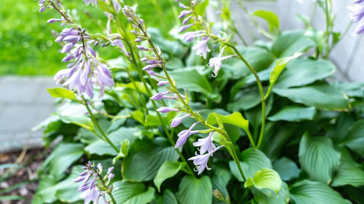 Hosta biljka