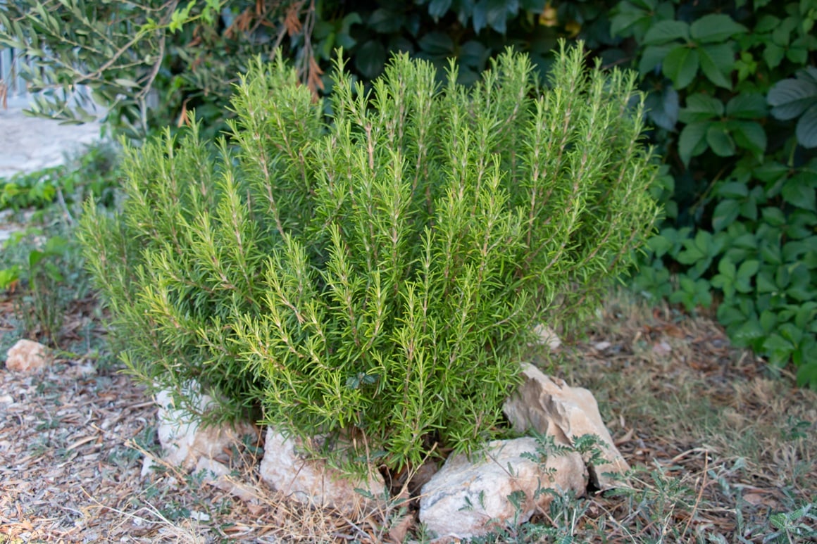 mediteranski grm
