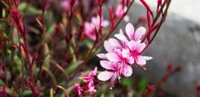 Gaura Cvijet biljke koji se savršeno uklapa u svaki vrt