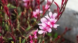 Gaura Cvijet biljke koji se savršeno uklapa u svaki vrt
