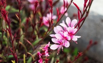 Gaura Cvijet biljke koji se savršeno uklapa u svaki vrt