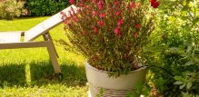 Gaura - cvijet