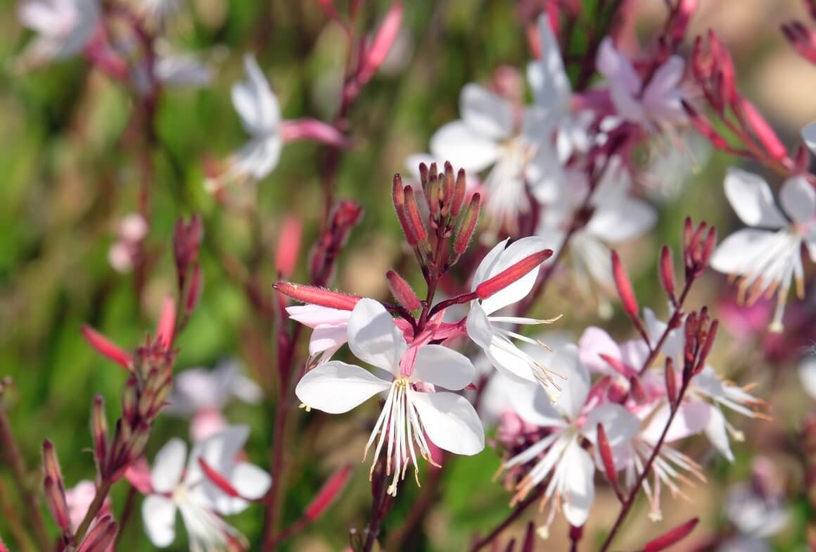 Gaura cvijet - slike