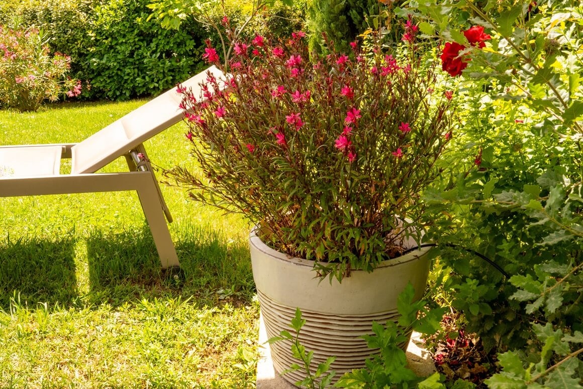 Gaura - cvijet