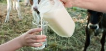 sirovo mlijeko nije pasterizirano, što znači da može sadržavati opasne bakterije poput salmonele i Escherichije coli