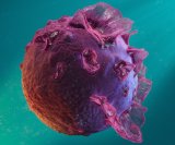 Epstein-Barr virus