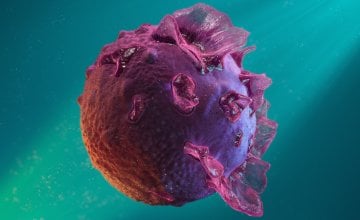 Epstein-Barr virus