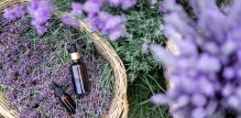 Lavanda - aromatični saveznik protiv stresa