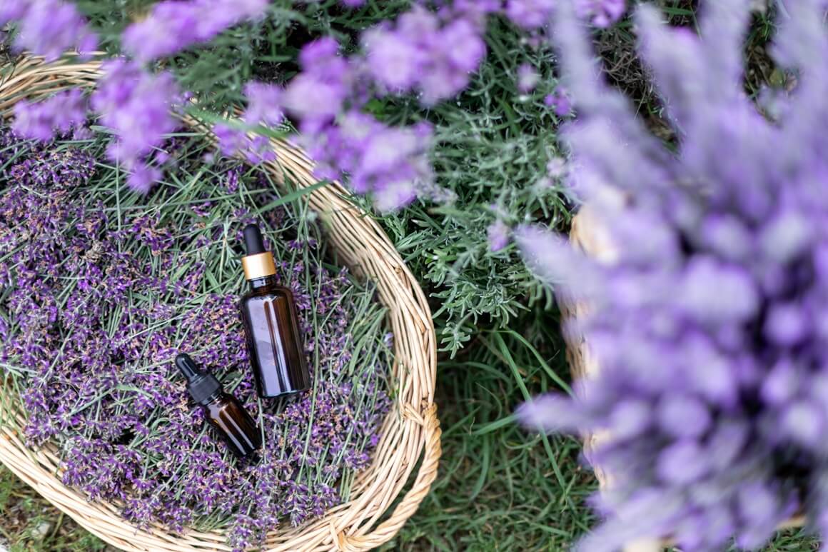 Lavanda - aromatični saveznik protiv stresa