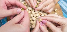Pistacije su bogate zdravim mastima, vlaknima i antioksidansima