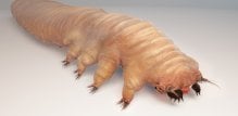 grinja Demodex folliculorum