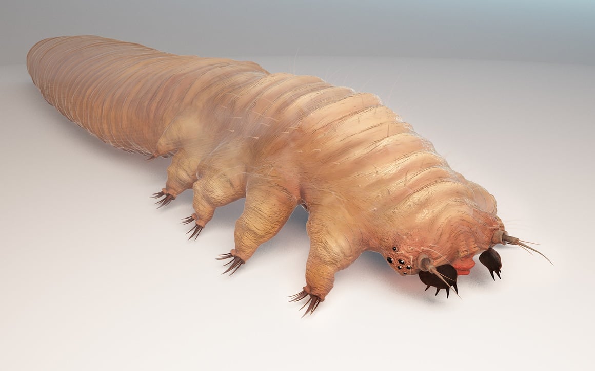grinja Demodex folliculorum