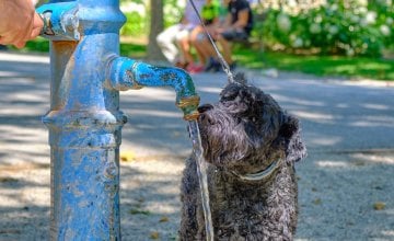 Boravak na otvorenom donosi brojne radosti vašem ljubimcu, ali i potencijalne opasnosti