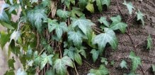 Bršljan (Hedera helix)