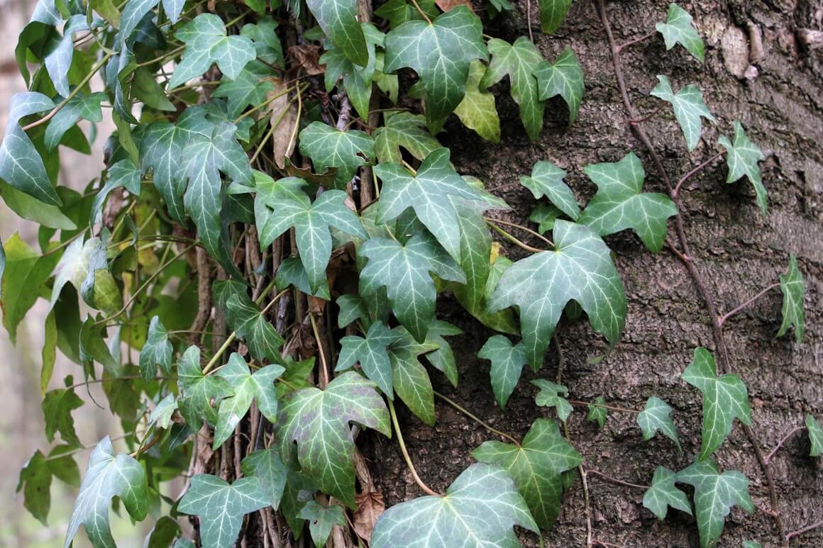 Bršljan (Hedera helix)