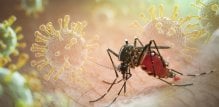 Čikungunja virus