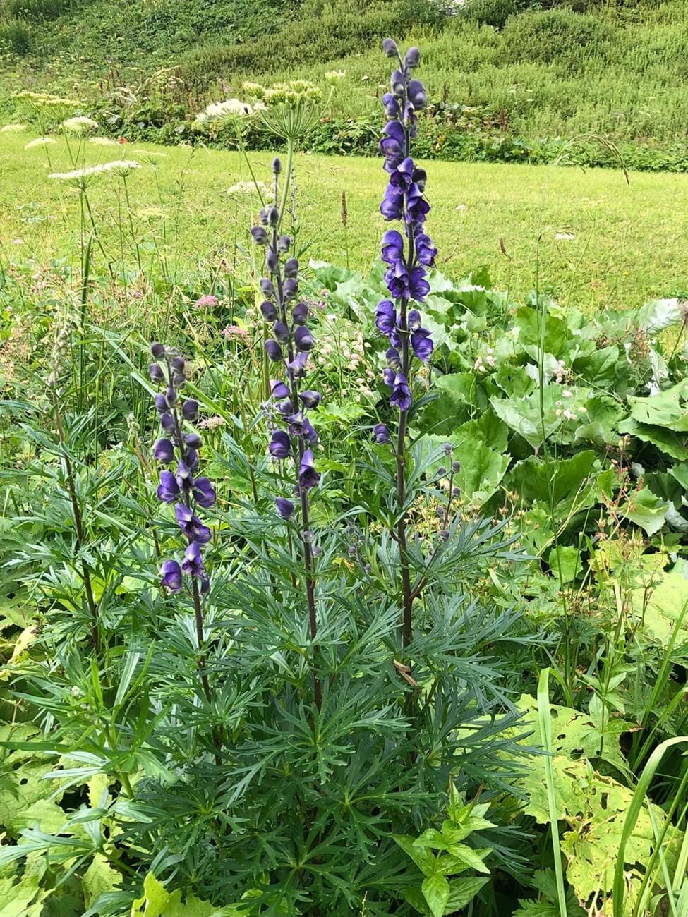 Modri jedić (Aconitum napellus)