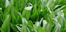 Mrazovac (Colchicum autumnale)