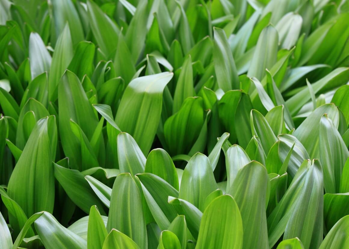 Mrazovac (Colchicum autumnale)