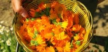 Neven (Calendula officinalis) je prava cvjetna zvijezda među biljkama za njegu kože