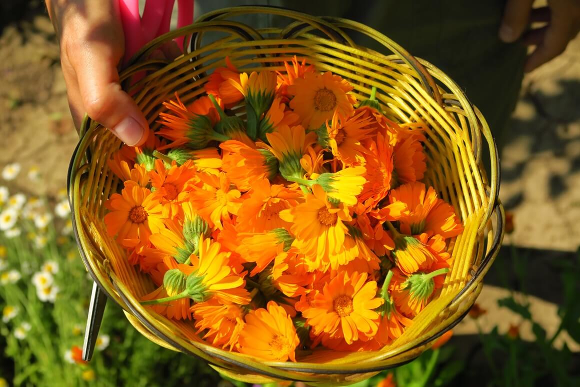 Neven (Calendula officinalis) je prava cvjetna zvijezda među biljkama za njegu kože