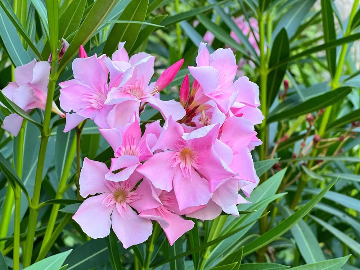 Oleander (Nerium oleander)